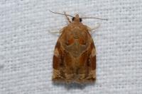 Archips xylosteana