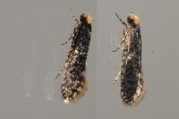 Monopis laevigella