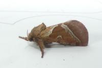 Triodia sylvina