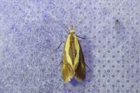Harpella forficella