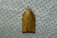 Pandemis corylana