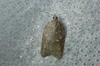 Acleris sparsana