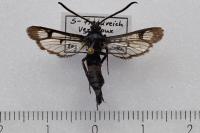 Synanthedon stomoxiformis
