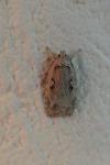 Agonopterix ocellana