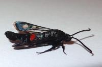 Synanthedon stomoxiformis