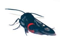 Synanthedon stomoxiformis
