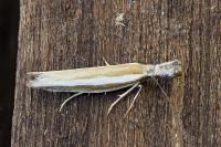 Pleurota aristella