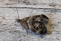 Tebenna micalis