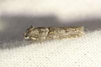 Tortricodes alternella