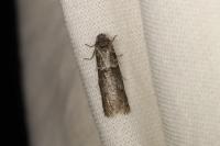 Tortricodes alternella