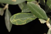 Metriochroa latifoliella