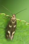 Scythris scopolella