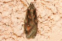 Semioscopis oculella