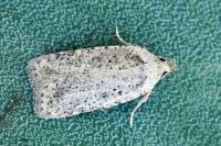 Agonopterix scopariella