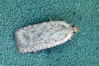Agonopterix scopariella