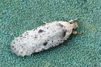 Agonopterix yeatiana
