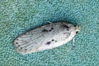 Agonopterix yeatiana
