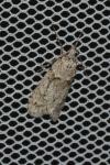 Diurnea fagella
