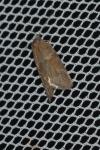 Tortricodes alternella