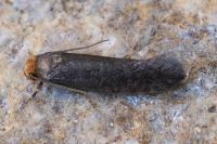 Cephimallota crassiflavella