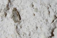 Agonopterix ocellana