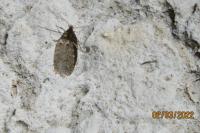 Agonopterix