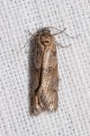 Tortricodes alternella