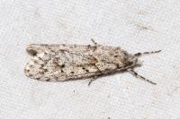 Diurnea fagella