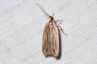 Agonopterix umbellana