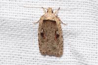 Agonopterix ocellana