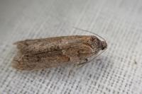 Tortricodes alternella