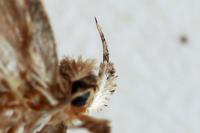 Agonopterix scopariella