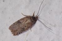 Agonopterix purpurea