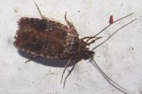 Agonopterix purpurea