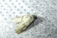 Penestoglossa dardoinella