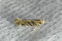 Aristotelia decoratella