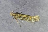 Aristotelia decoratella
