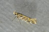 Aristotelia decoratella