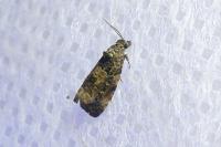 Endothenia