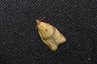 Clepsis consimilana