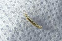 Plutella xylostella