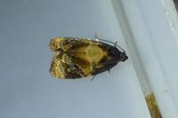 Ditula angustiorana