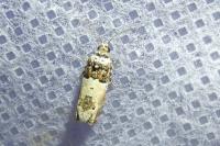 Epinotia thapsiana