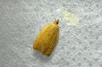 Clepsis consimilana