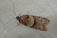 Tortricodes alternella