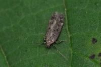 Bryotropha