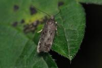 Bryotropha