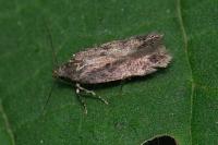 Bryotropha