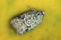 Acleris literana