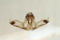 Acleris literana